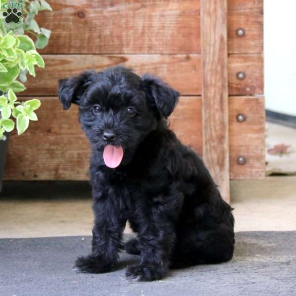 Sparkle, Yorkie Mix Puppy