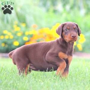 Sparkle, Doberman Pinscher Puppy