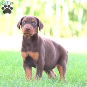 Sparkle, Doberman Pinscher Puppy