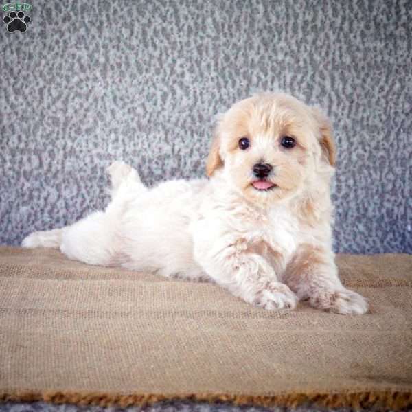 Sparky, Maltipoo Puppy
