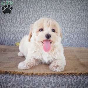 Sparky, Maltipoo Puppy