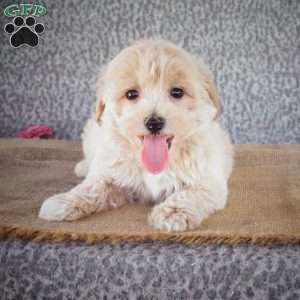 Sparky, Maltipoo Puppy
