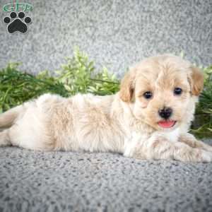 Sparky, Maltipoo Puppy