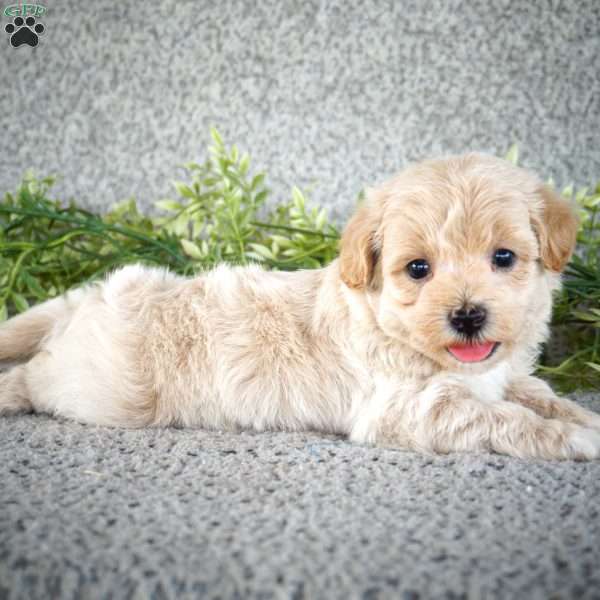 Sparky, Maltipoo Puppy