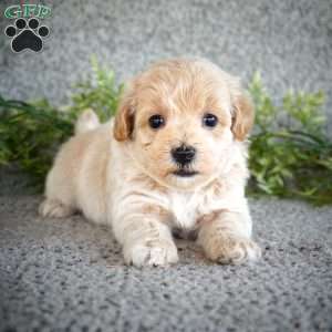 Sparky, Maltipoo Puppy