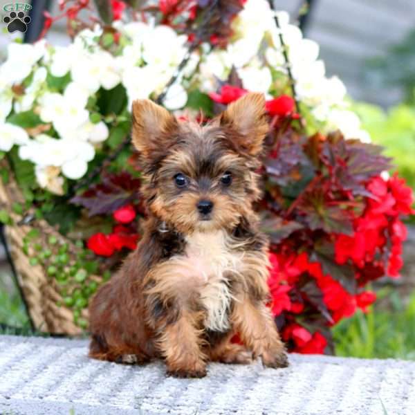 Spice, Yorkie Puppy