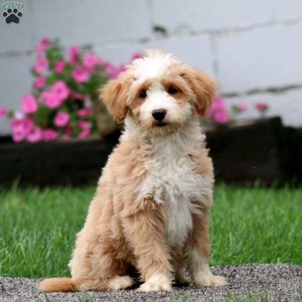 Spice, Mini Goldendoodle Puppy