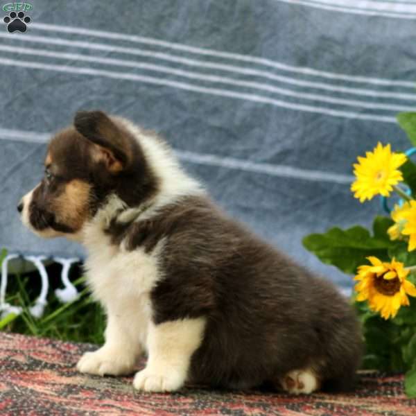 Spice, Pembroke Welsh Corgi Puppy