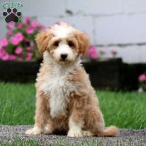 Spice, Mini Goldendoodle Puppy