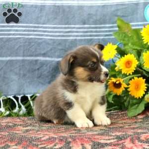 Spice, Pembroke Welsh Corgi Puppy