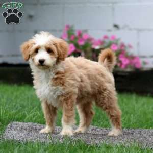 Spice, Mini Goldendoodle Puppy