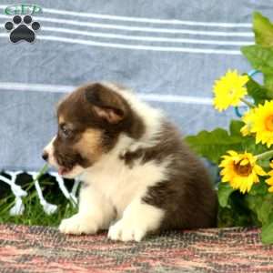 Spice, Pembroke Welsh Corgi Puppy