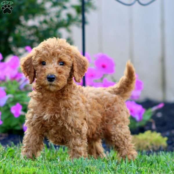 Spiffy, Goldendoodle Puppy