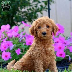 Spiffy, Goldendoodle Puppy