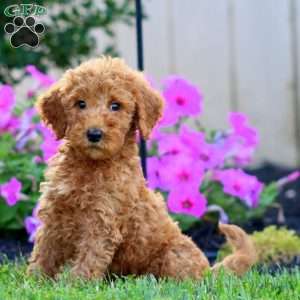 Spiffy, Goldendoodle Puppy