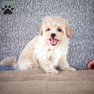 Spike, Maltipoo Puppy