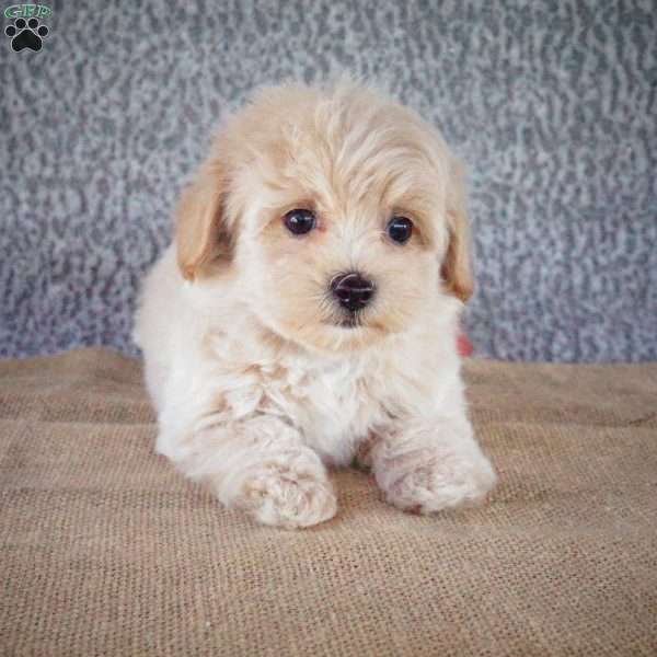 Spike, Maltipoo Puppy