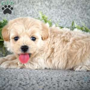 Spike, Maltipoo Puppy