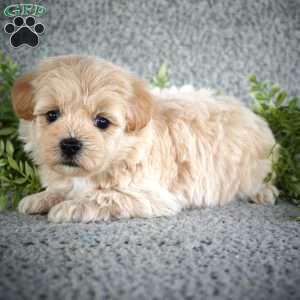 Spike, Maltipoo Puppy