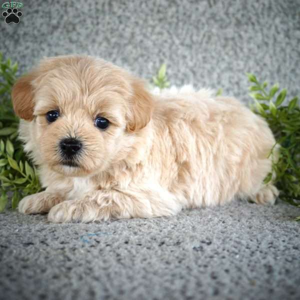 Spike, Maltipoo Puppy
