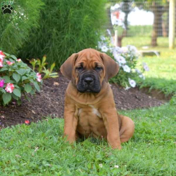 Spirit, Cane Corso Puppy