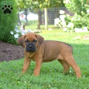 Spirit, Cane Corso Puppy