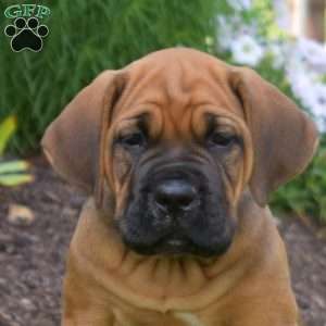 Spirit, Cane Corso Puppy