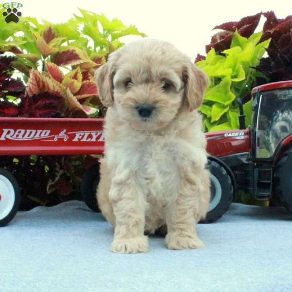 Stacie, Cockapoo Puppy
