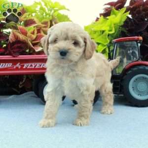 Stacie, Cockapoo Puppy