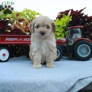 Stacie, Cockapoo Puppy