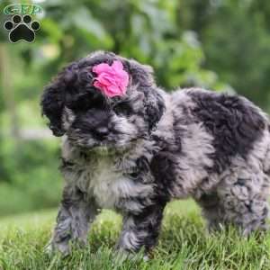 Stacy, Newfypoo Puppy