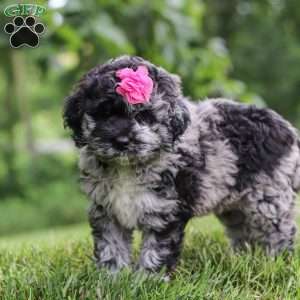 Stacy, Newfypoo Puppy