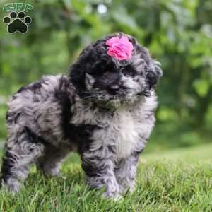 Stacy, Newfypoo Puppy