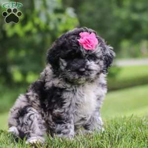 Stacy, Newfypoo Puppy