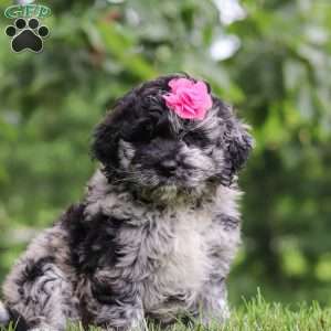 Stacy, Newfypoo Puppy