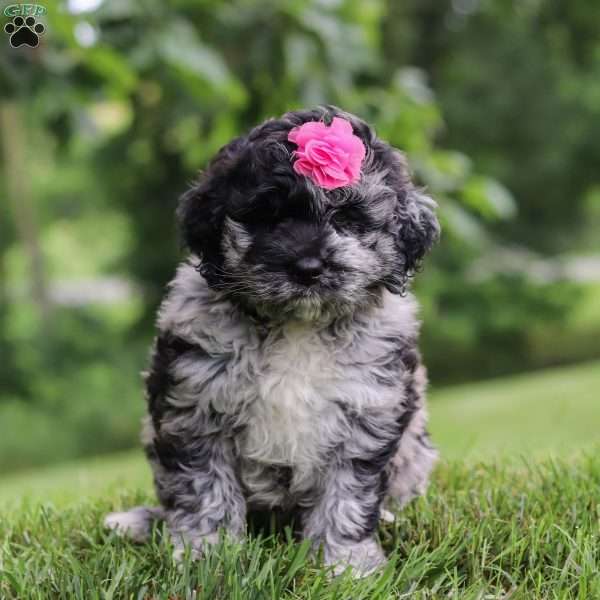 Stacy, Newfypoo Puppy