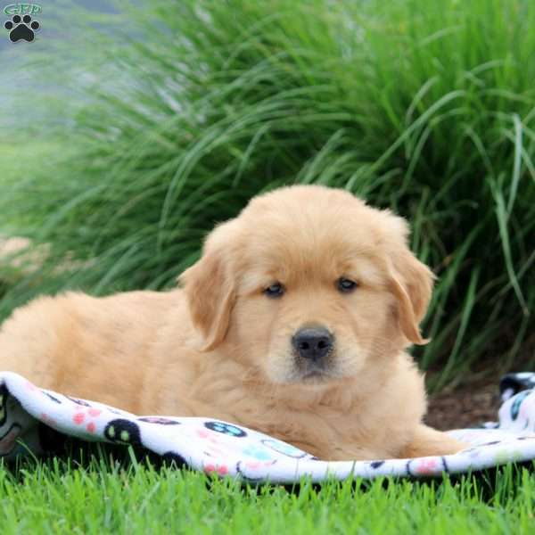 Stan, Golden Retriever Puppy