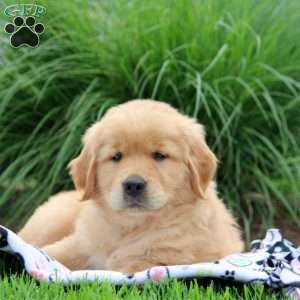 Stan, Golden Retriever Puppy