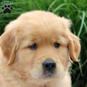 Stan, Golden Retriever Puppy