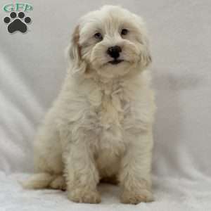 Stanley, Mini Goldendoodle Puppy