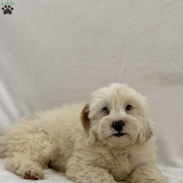 Stanley, Mini Goldendoodle Puppy