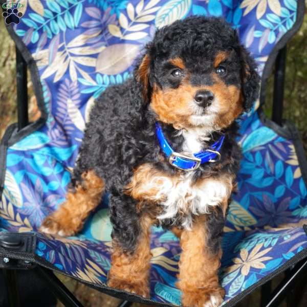Stanton, Mini Bernedoodle Puppy
