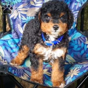 Stanton, Mini Bernedoodle Puppy