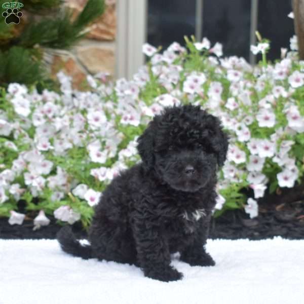 Star, Mini Whoodle Puppy