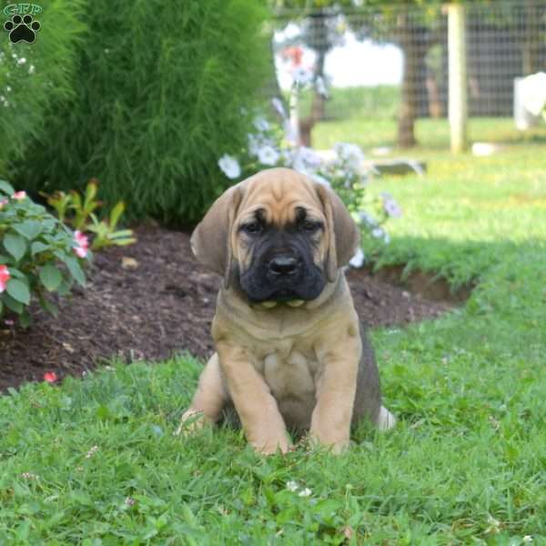 Star, Cane Corso Puppy