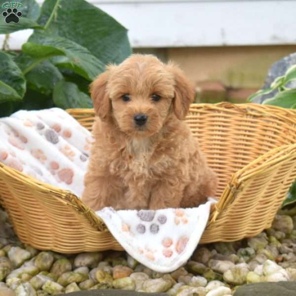 Star, Mini Goldendoodle Puppy