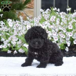 Star, Mini Whoodle Puppy