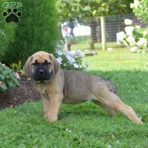 Star, Cane Corso Puppy