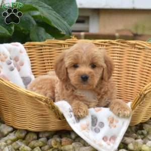 Star, Mini Goldendoodle Puppy