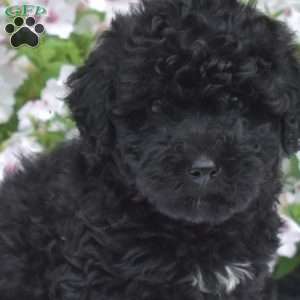 Star, Mini Whoodle Puppy